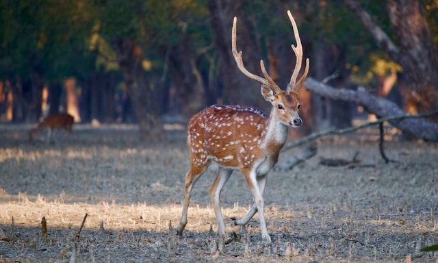 Sundarbans: Secrets of the Mangrove Forest - Photo 1