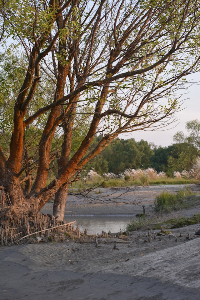 Sundarbans: Secrets of the Mangrove Forest - Photo 2
