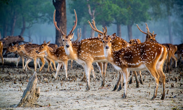 Sundarbans: Secrets of the Mangrove Forest